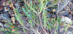 Ursinia discolor
