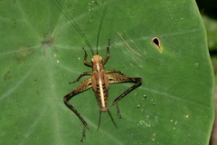 Eneopterinae