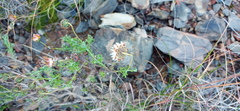 Ursinia discolor