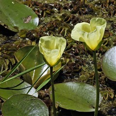 Hydrocleys nymphoides
