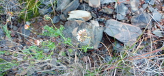 Ursinia discolor