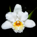 Sobralia setigera - Photo (c) Lucely L. Vilca Bustamante, μερικά δικαιώματα διατηρούνται (CC BY-NC), uploaded by Lucely L. Vilca Bustamante