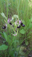 Ophrys bertolonii