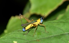 Eumastax