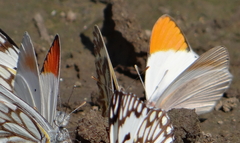 Colotis antevippe gavisa
