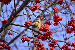 Turdus pilaris
