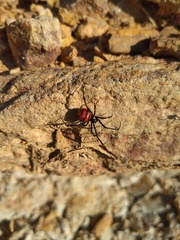 Latrodectus curacaviensis