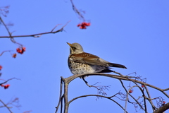 Turdus pilaris