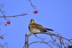 Turdus pilaris