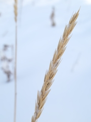 Elymus curvatus