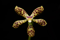 Prosthechea crassilabia