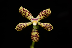 Prosthechea crassilabia