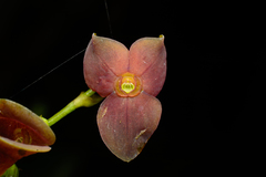 Stelis purpurea