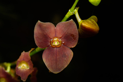 Stelis purpurea