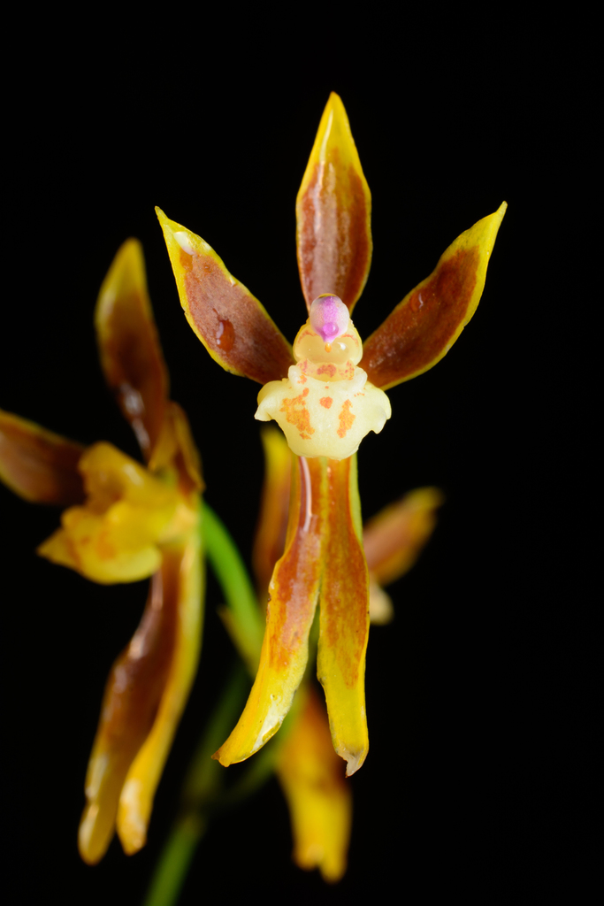 Oncidium tenuifolium