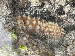 Holothuria hilla