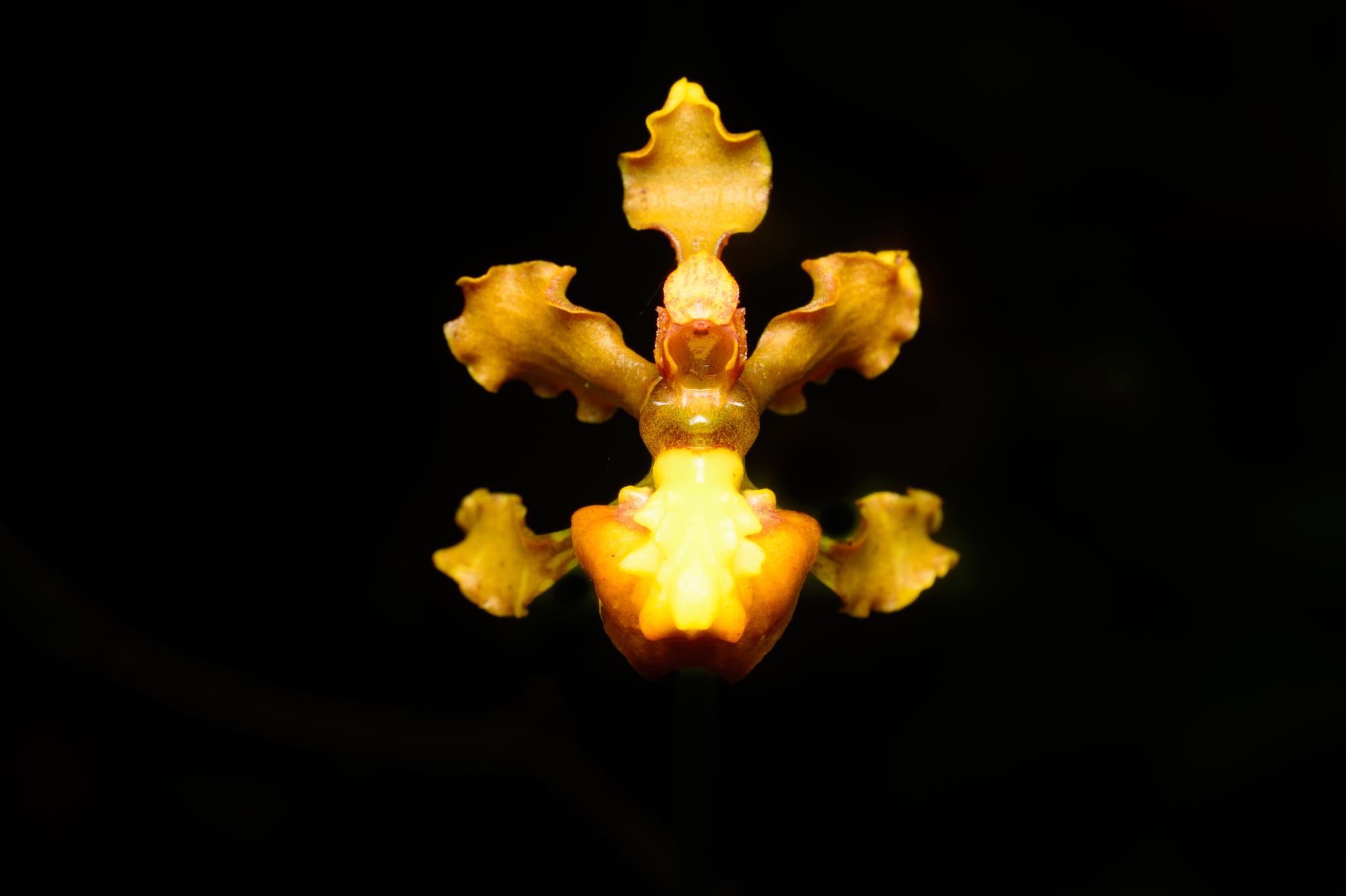 Cyrtochilum cimiciferum (Rchb.f.) Dalström 3
