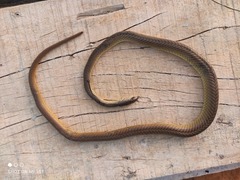 Psammophis phillipsii