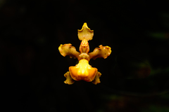 Cyrtochilum cimiciferum