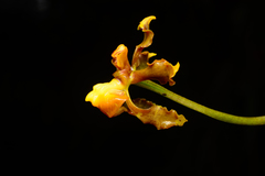 Cyrtochilum cimiciferum