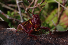 Stethophyma lineatum