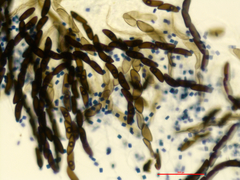 Xylaria penicilliopsis