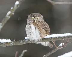 Eurasian Pygmy Owl photo 2