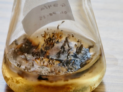 Xylaria penicilliopsis