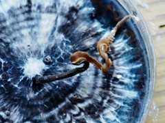 Xylaria penicilliopsis