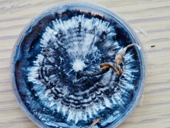 Xylaria penicilliopsis