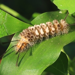 Gymnelia