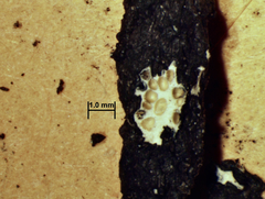 Xylaria penicilliopsis
