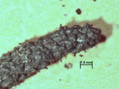 Xylaria penicilliopsis