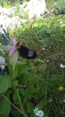 Ophrys bertolonii