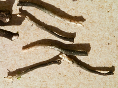 Xylaria penicilliopsis