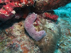 Monanchora arbuscula