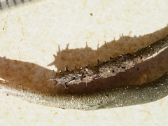 Xylaria penicilliopsis