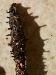 Xylaria penicilliopsis