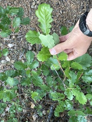 Quercus garryana breweri