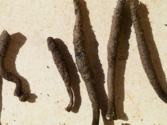 Xylaria penicilliopsis