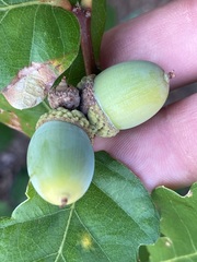 Quercus garryana breweri