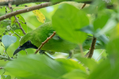 Chloropsis sonnerati