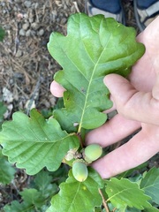 Quercus garryana breweri