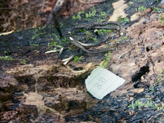 Xylaria penicilliopsis