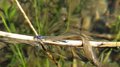 Cyanallagma interruptum