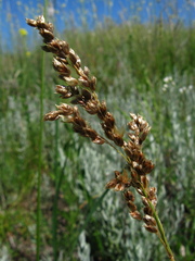 Anthoxanthum repens