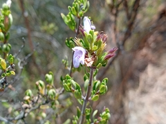 Clinopodium chilense