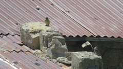 Melanodera xanthogramma