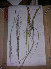 Eragrostis gummiflua