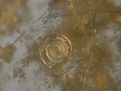 Cornuspira involvens